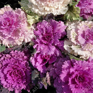 ������� ������������ (����) �����������, ����� ������ - ����