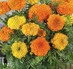 Бархатцы Крэкерджек прямостоячие, смесь сортов - фото Бархатцы Крэкерджек прямостоячие, смесь сортов - фото
