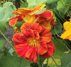Настурция вьющаяся Глем гибридная махровая и полумахровая оранжевая - фото Настурция вьющаяся Глем гибридная махровая и полумахровая оранжевая - фото