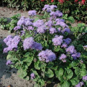 �������� ������������ ������� ��� - ����