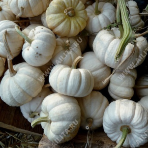 Тыква декоративная Бэби бу - фото Тыква декоративная Бэби бу - фото