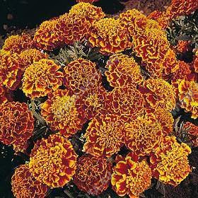 �������� ������� ���� ����������� - ����