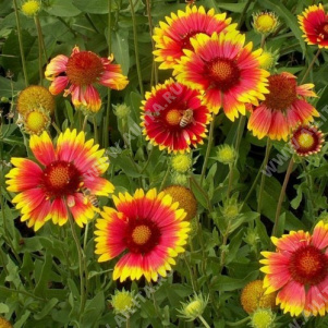 Гайлардия остистая Бремен немахровая - фото Гайлардия остистая Бремен немахровая - фото