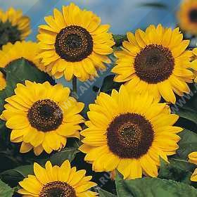 ������������ ������������ ������������ ������ F1 �����  - ����