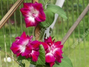 ������ ���������� ������� ������������ - ����