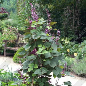 ������� ������ (����������� ����) ������������ - ����