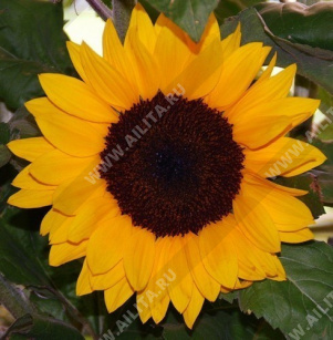 ������������ ������������ ������������ ������� F1 ��� �����  - ����