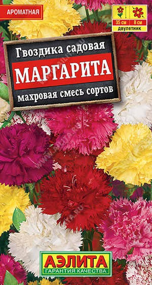 Гвоздика садовая Маргарита махровая, смесь сортов - фото Гвоздика садовая Маргарита махровая, смесь сортов - фото