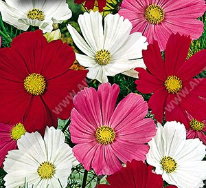 ������ �������������� �������� ���� ����������, ����� ������ - ����