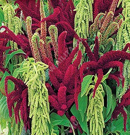 ������� (����������� � ���������), ������� ����� (������-���������) - ����