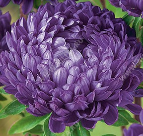 ����� ��������� ����������� ����-������� - ����