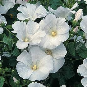 �������� ������������ ��� ���� - ����