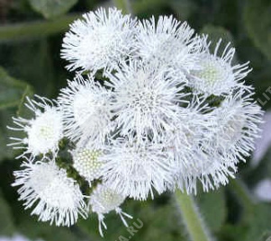 �������� ������������ ����� ��� - ����