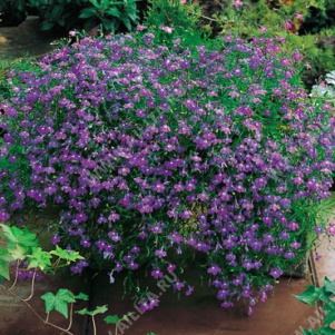 ������� ������ ��������� - ����