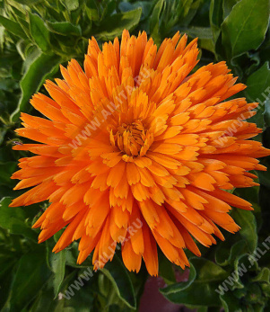 ��������� ����� �������� - ����