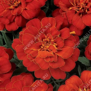 Бархатцы Брокада красные отклоненные - фото Бархатцы Брокада красные отклоненные - фото