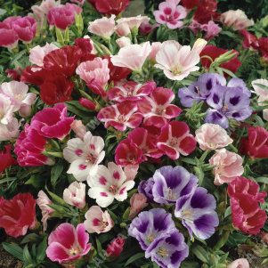 Годеция крупноцветковая Монарх карликовая немахровая, смесь сортов - фото Годеция крупноцветковая Монарх карликовая немахровая, смесь сортов - фото