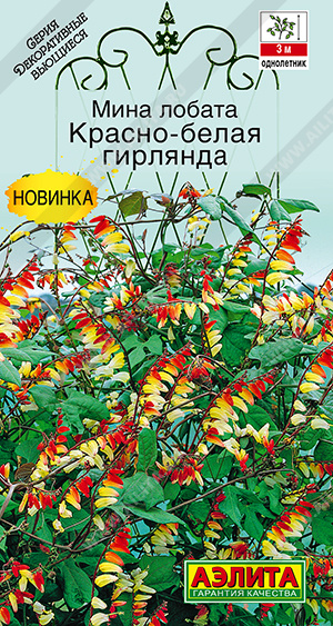 Мина лобата Красно-белая гирлянда - фото