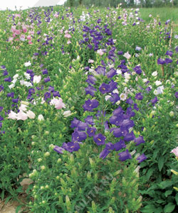 ����������� ������� ��������, ����� ������ - ����