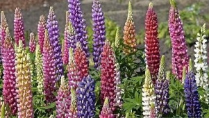 ����� ������������ ������ ������ ������� ����������, ����� ������ - ����