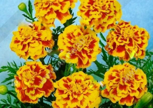 �������� ���� ���� ����������� - ����