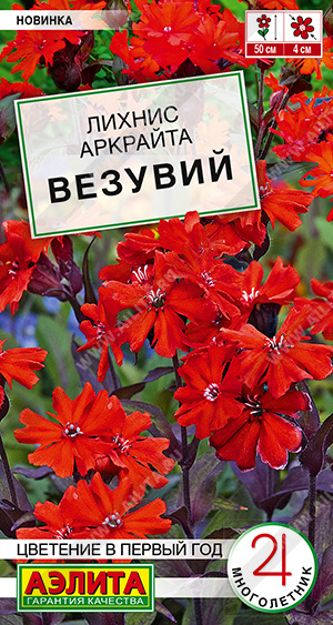 Лихнис Везувий - фото