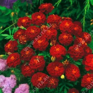 �������� ������ ����������� - ����