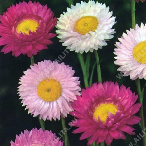 Гелиптерум (Акроклинум) розовый,крупноцветковая смесь сортов - фото Гелиптерум (Акроклинум) розовый,крупноцветковая смесь сортов - фото