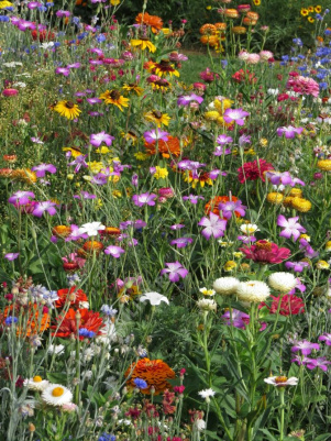 ����� ���������� ��������� ������ - ����