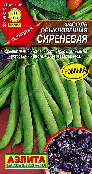 Фасоль обыкновенная Сиреневая - фото Фасоль обыкновенная Сиреневая - фото