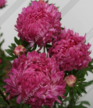 ����� ��������� ����� ���� - ����