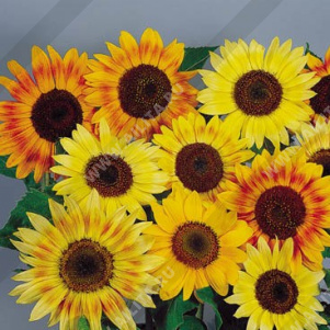 ������������ ������������ ����������� ���������� �������, ����� ������ (�������,���������,������) - ����