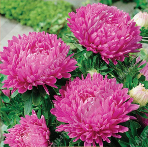 ����� ��������� ����� ������ ������� ���������� - ����