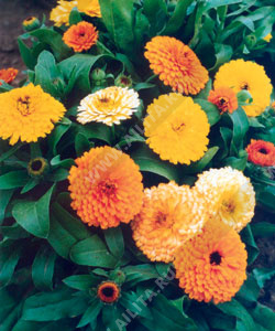 Календула Фиеста гитана карликовая, смесь сортов - фото Календула Фиеста гитана карликовая, смесь сортов - фото