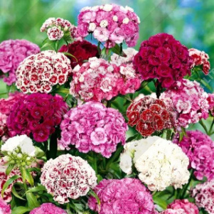 Гвоздика турецкая Пиноккио махровая карликовая, смесь сортов - фото Гвоздика турецкая Пиноккио махровая карликовая, смесь сортов - фото
