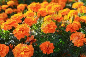 �������� ��������� �������� ����������� - ����