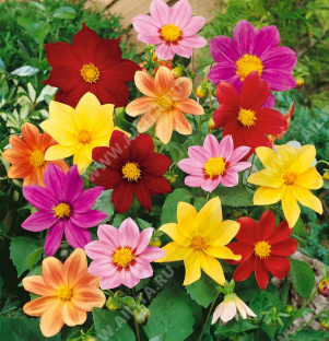 Георгина изменчивая Мигнон карликовая, смесь сортов - фото Георгина изменчивая Мигнон карликовая, смесь сортов - фото