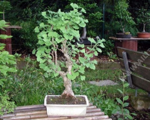 ������ ������ - ����