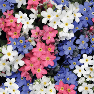 ��������� ����������, ����� ������ - ����