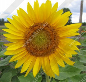 Подсолнечник декоративный низкорослый немахровый (золотистый с темным центром) - фото Подсолнечник декоративный низкорослый немахровый (золотистый с темным центром) - фото