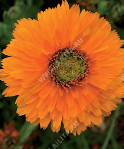 Календула Дэнди махровая - фото Календула Дэнди махровая - фото