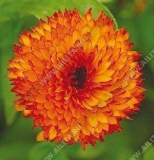 ��������� ���� �������� - ����