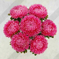 ����� ��������� ��������� ������� - ����