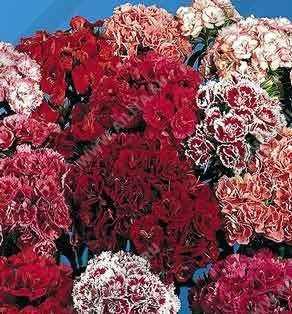 Гвоздика турецкая махровая, смесь сортов - фото Гвоздика турецкая махровая, смесь сортов - фото