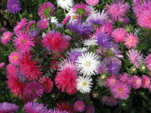 ����� ��������� ������, ����� ������ - ����