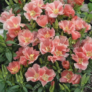 ������� ��������������� ����� ������ �������� - ����