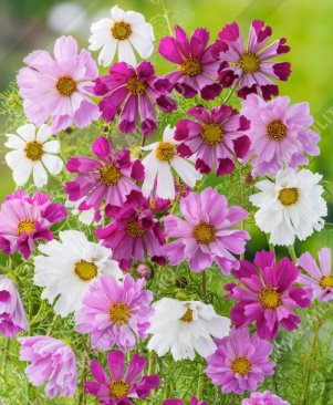 ������ �������������� ������� �������, ����� ������ - ����