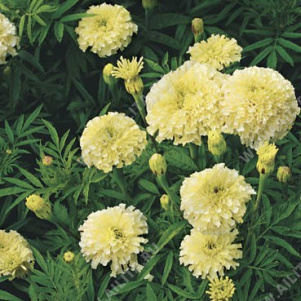 Бархатцы Эскимо прямостоячие - фото Бархатцы Эскимо прямостоячие - фото