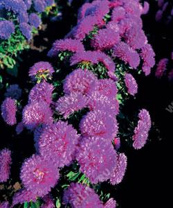 Астра китайская Колор Карпет карминная карликовая - фото Астра китайская Колор Карпет карминная карликовая - фото