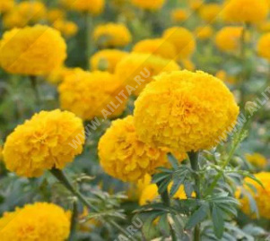 �������� ������ ���� ������������ - ����